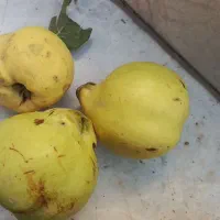 به   فروشی
