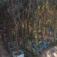 نهال گوجه سبز|گل و گیاه طبیعی|ماهدشت, |دیوار