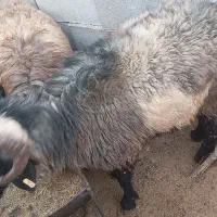 گوسفند|حیوانات مزرعه|جنت, |دیوار