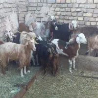 ۱۲ عدد بز کره داشتی|حیوانات مزرعه|رفسنجان, |دیوار