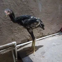 خر س شاموتیغ مشکی ونوچه مشکی وطوسی|حیوانات مزرعه|قم, شاه ابراهیم|دیوار