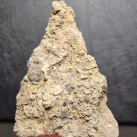 پنج عدد فسیل چند میلیون ساله