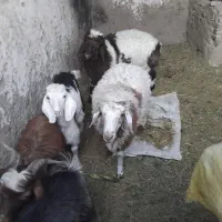 گوسفند نرینه