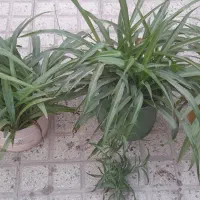 گل گندم تازه وجوان آماده شاخه