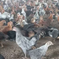 فروش جوجه مرغ محلی گلپایگانی وجهادی