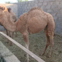 شترفروشی|حیوانات مزرعه|نگین کویر, |دیوار