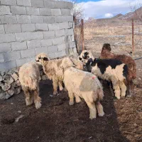 بره ماده ترکی روزگاری توقلی|حیوانات مزرعه|وردشت, |دیوار