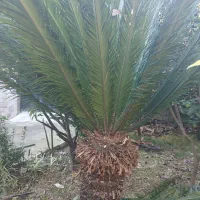 سیکاس ۱۳۰ سانتی متر