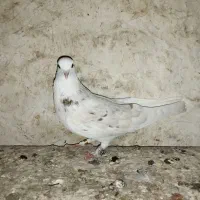 کبوتر