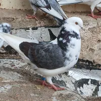 کبوتر بدرنگ و پرشی|پرنده|قیدار, |دیوار