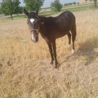 اسب گم شده در فاروج