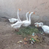 تخم قوغازچینی گردن ماری