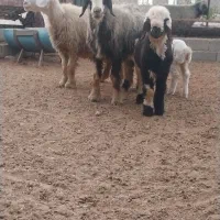 فروش ۲عدد میش برهدار