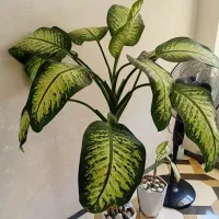 گل دیفن باخیا