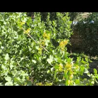 درخت پسته|گل و گیاه طبیعی|تهران, پامنار|دیوار
