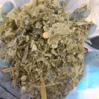 ذرت علوفه ای