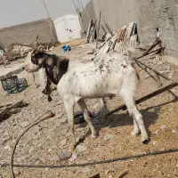 فروش دوعددپازن گلابی