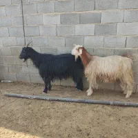 فروش بز ابستن