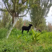 تعدادی خر نر و ماده به فروش میرسد