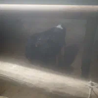 گاو و گوساله هلشتاین|حیوانات مزرعه|سردرود, |دیوار