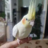 عروس هلندی سخنگو