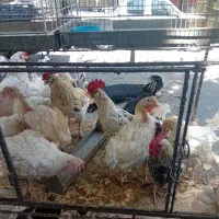 مرغ وخروس ۳۰۰|حیوانات مزرعه|کرج, احدآباد|دیوار
