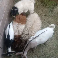 گوسفند معامله ای