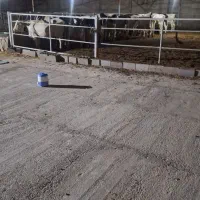 کارگر گاو داری