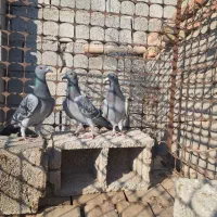 جوجه پلاکی خاص|پرنده|آذرشهر, |دیوار