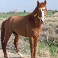 سلام اسب کرد سرودمگیرخوشکل وزیبا یورقه وتاخت|اسب و تجهیزات اسبسواری|خواف, |دیوار