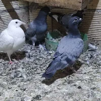 جوجه پلاکی|پرنده|شوشتر, |دیوار