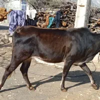 گاو ماده