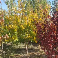 فروش باغ ویلایی در روستای زین اباد|فروش خانه و ویلا|صوفیان, |دیوار