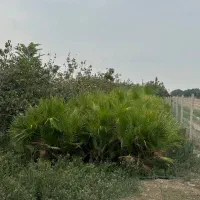 درخت پالم