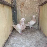 دو جفت کفتر استفاده|پرنده|تهران, مختاری|دیوار