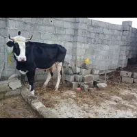 گاو سیمینتال جوان