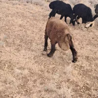 بره نر ، کهره ، میش بز