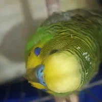 مرغ عشق|پرنده|فولادشهر, فولادشهر|دیوار