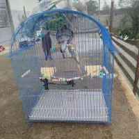 عروس هلندی|پرنده|سیاهکل, |دیوار