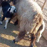 میش ونرمیش بره شیری