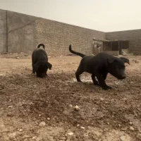 شاه توله عراقی درجه1 بلک