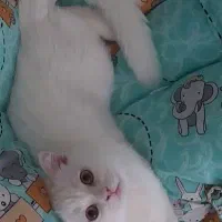 گربه بریتیش اسکاتیش