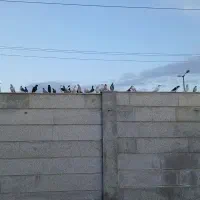 کبوتر بوم فروشی ۴۵عدد