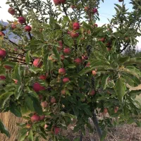 باغ زیبا میوه و سیفی جات کیاسر|فروش زمین و ملک کلنگی|کیاسر, |دیوار