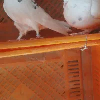 کبوتر|پرنده|ری, تقی آباد|دیوار