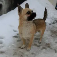 پاپی فروشی|سگ|اشتهارد, |دیوار