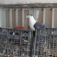 کبوتر اصفهانی