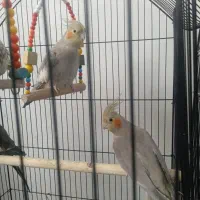 شش عدد عروس هلندی نر و ماده