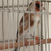 سهره