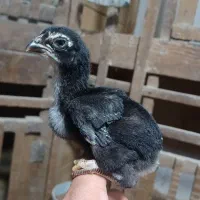 تخم لاری|حیوانات مزرعه|رشت, یخسازی|دیوار